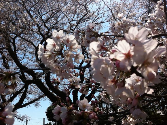 2012/04/08 引き続き武蔵野陸上競技場